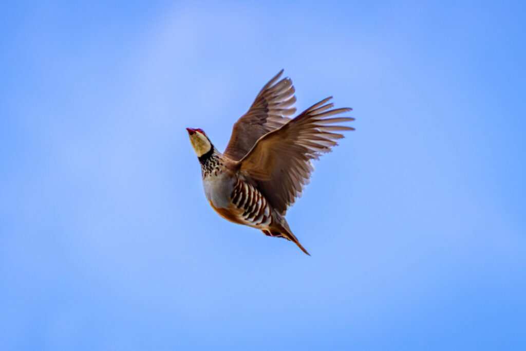 Partridge flying against a clear blue sky
