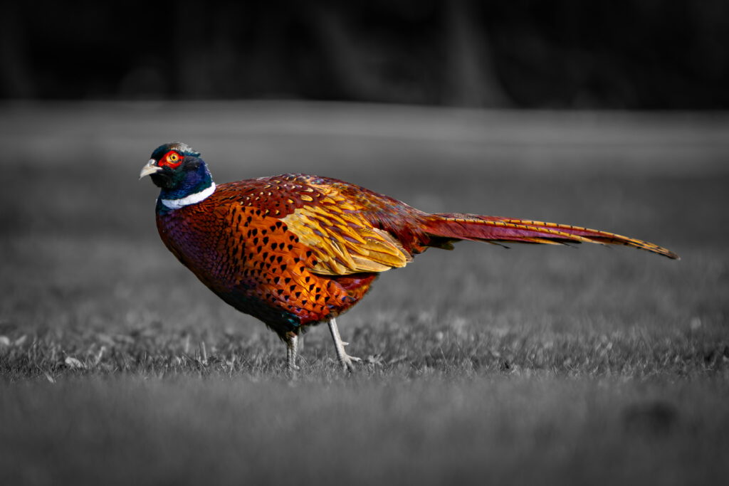 Pheasant