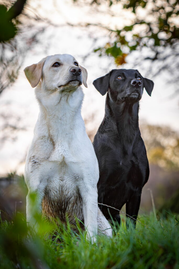 Black and white labradors ready, willing and eager!