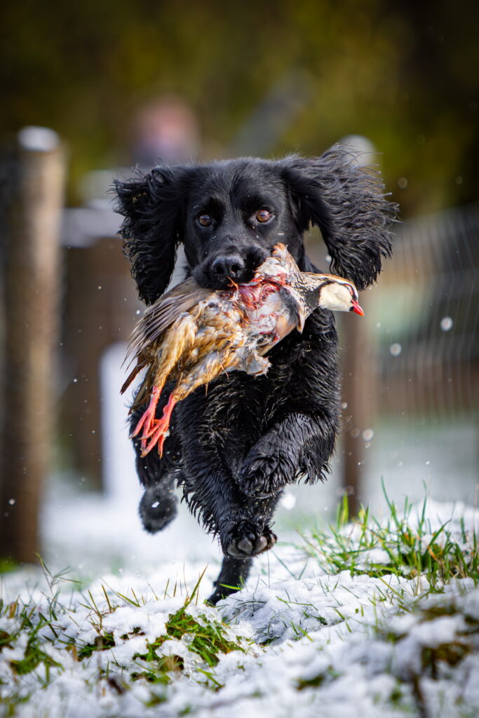 Black cocker spaniel spring back with partridge