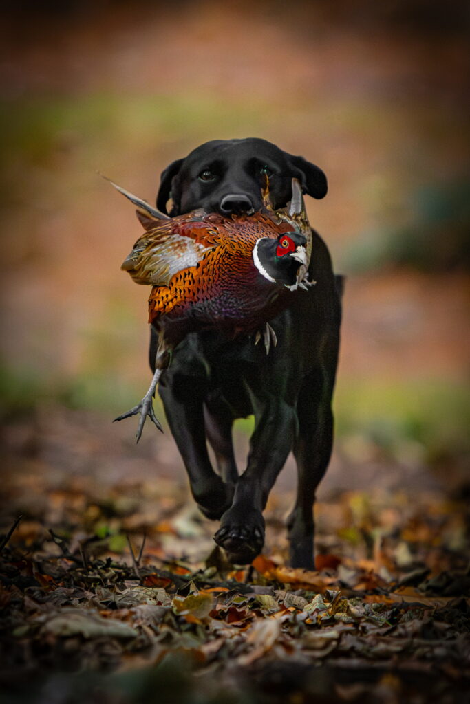 Black Labrador bringing in a pheasant