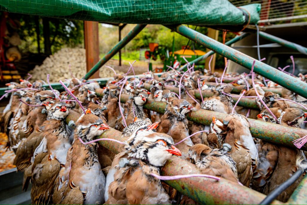 Game birds gathered after a traditional shoot