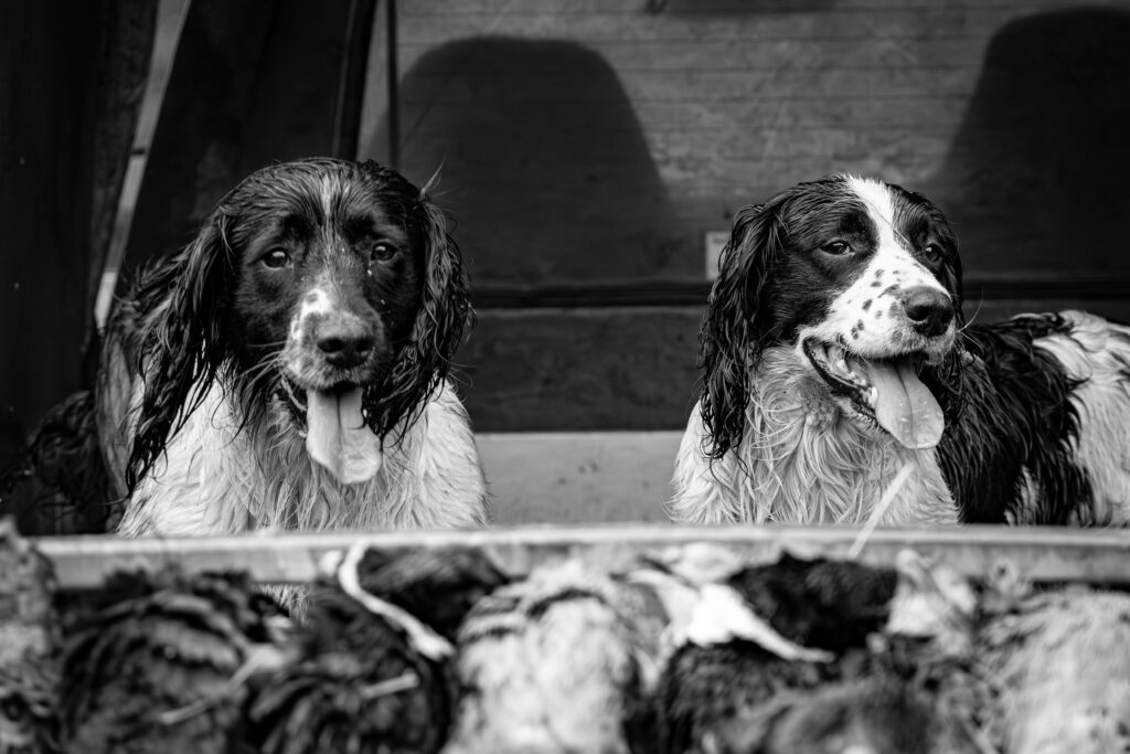 Springer Spaniels