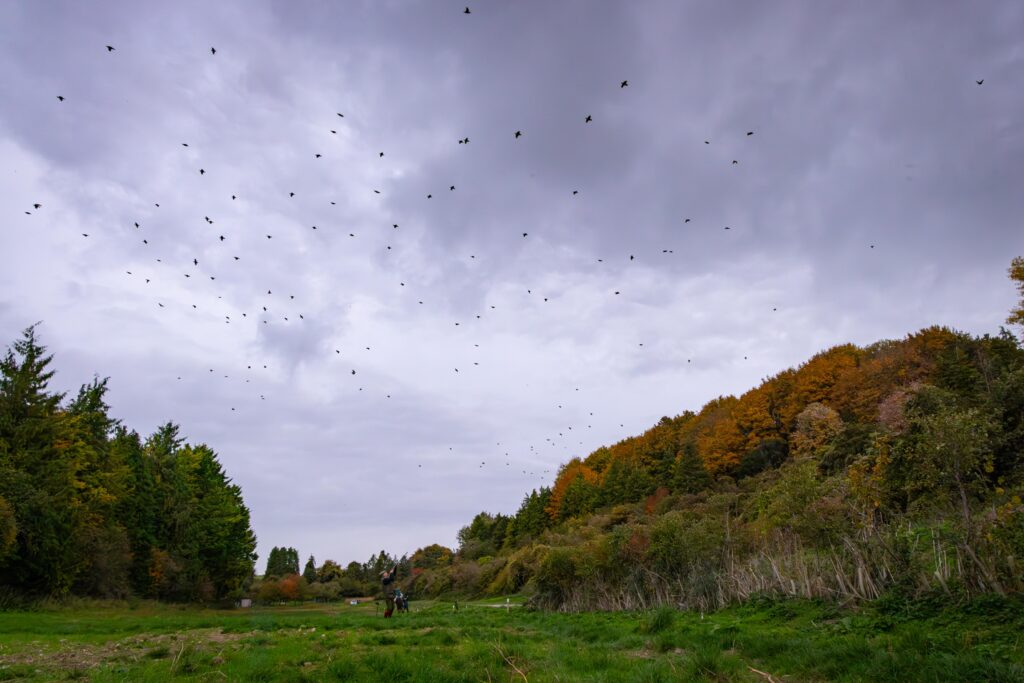Game and Wing Shooting